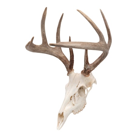 Allen Co EZ Mount Skull Peg Hook, Black 7222